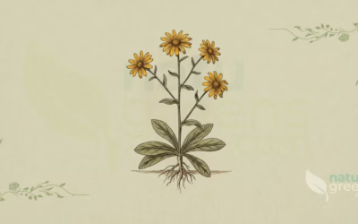 Arnica (Arnica montana): Properties and Benefits