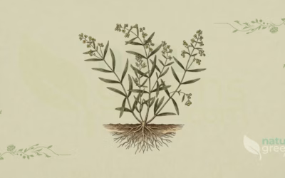 Tarragon (Artemisia dracunculus): Properties and Benefits