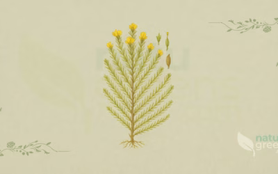 Rooibos (Aspalathus linearis): Properties and Benefits