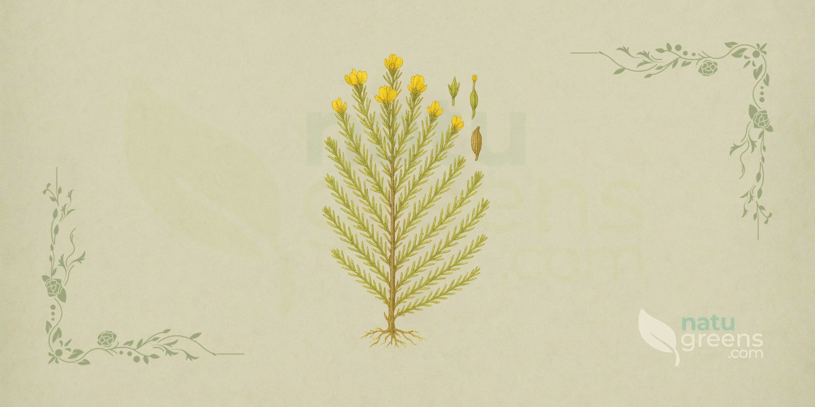 Rooibos (Aspalathus linearis): ilustración botánica que muestra el arbusto de hojas en forma de aguja y flores amarillas típicas de la especie, nativa del Cederberg, Sudáfrica.