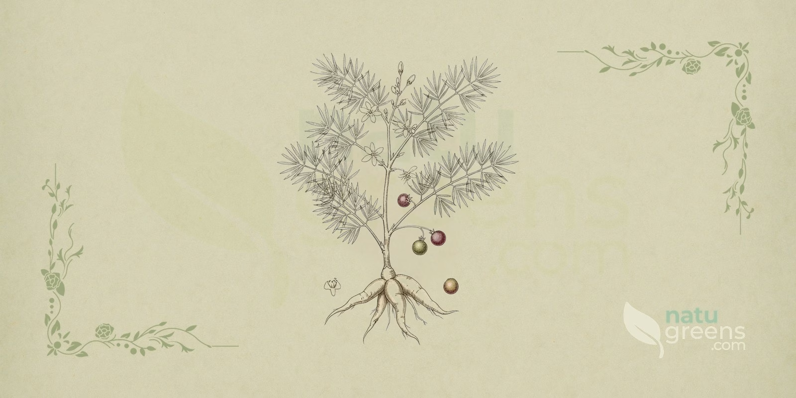 Shatavari (Asparagus racemosus): botanisk illustration af den træagtige slyngplante med knoldede rødder, planten kendt som shatavari i ayurvedisk medicin.