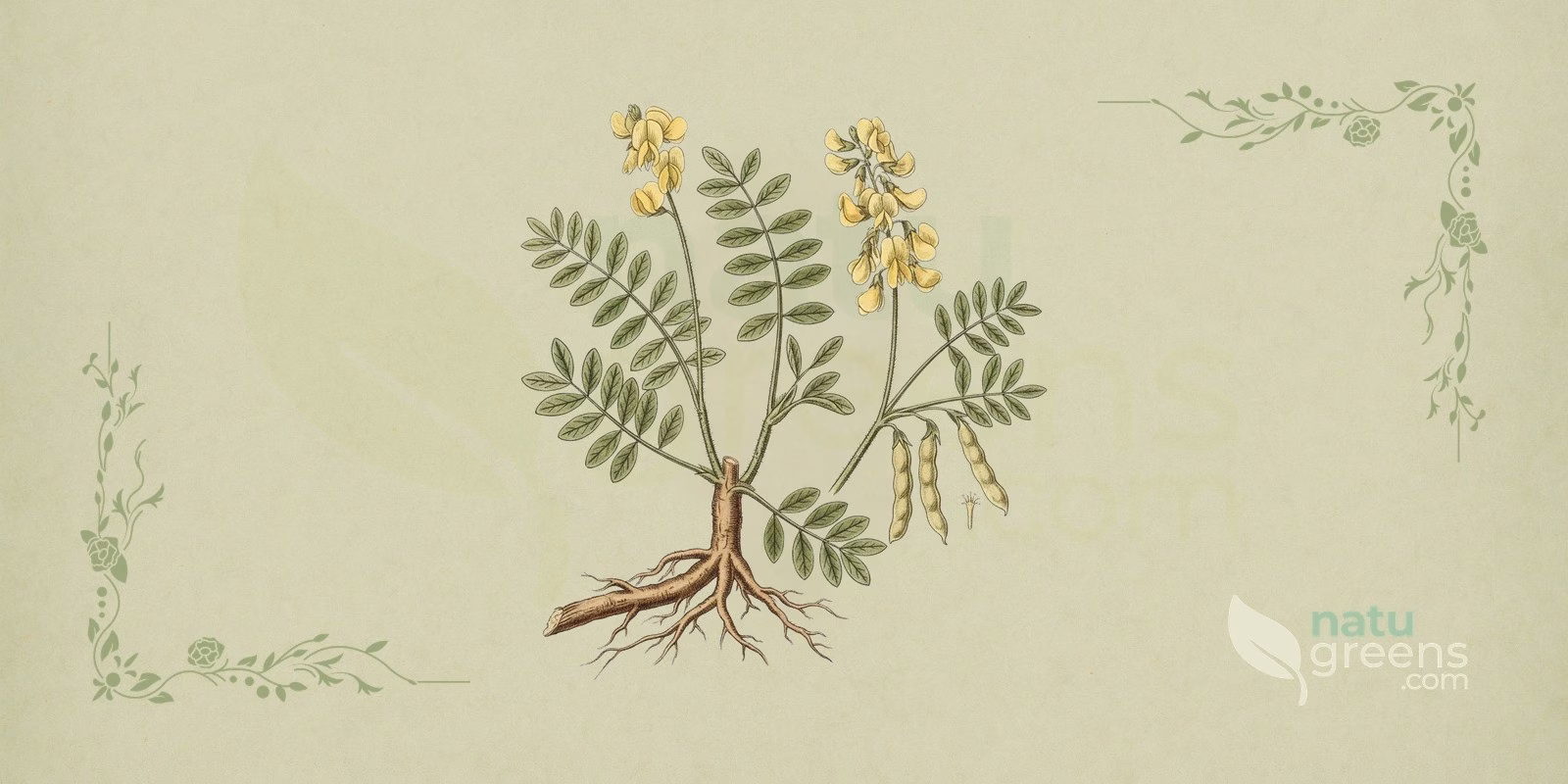 Astragalus (Astragalus membranaceus), sliced dried root pale yellow in color, botanical illustration of astragalus used in traditional decoctions and extracts.