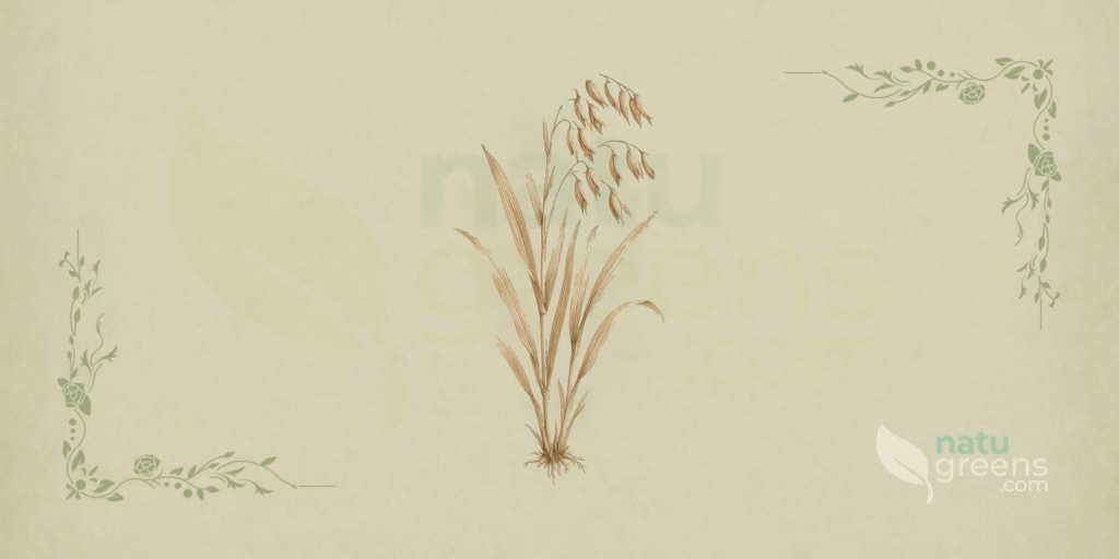Avena sativa (owies zwyczajny): właściwości i korzyści