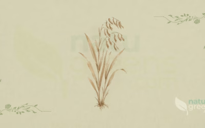 Hafer (Avena sativa): Eigenschaften und Vorteile