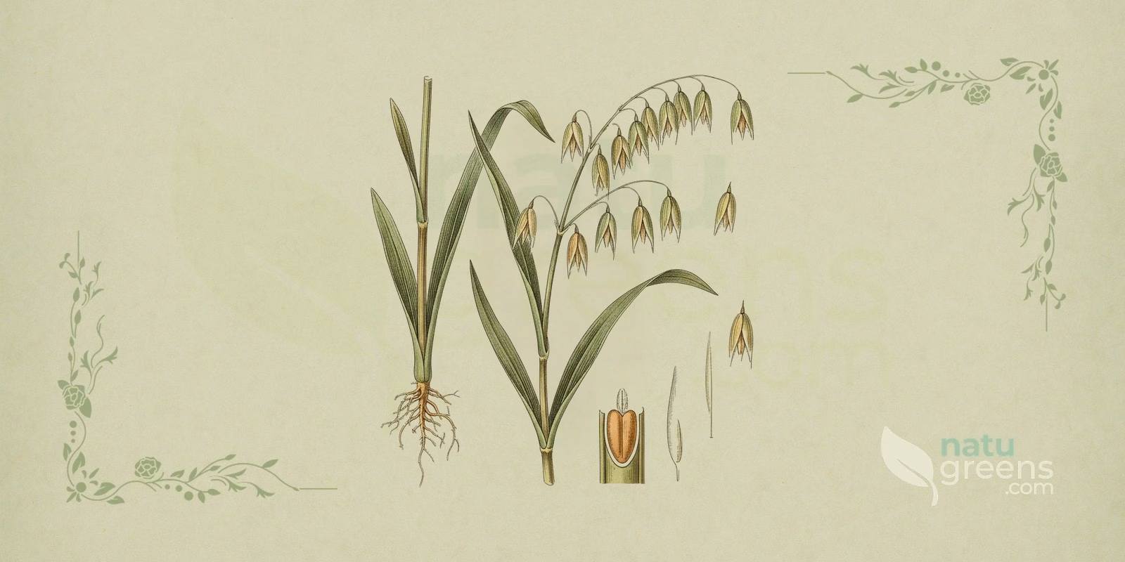 Hafer (Avena sativa) in botanischer Illustration mit aufrechten Halmen, linealischen Blättern und offenen Rispen mit hängenden Ährchen, typisch für Hafer zur Zeit des Rispenschiebens.