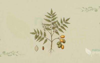 Neem (Azadirachta indica): Properties and Benefits