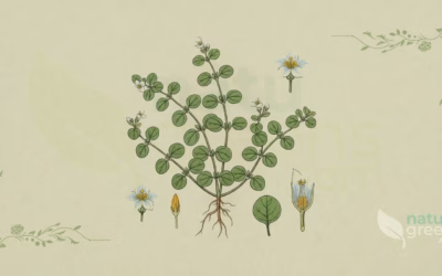 Bacopa (Bacopa monnieri): Properties and Benefits