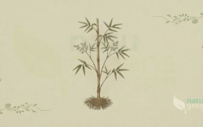 Common Bamboo (Bambusa vulgaris): Properties and Benefits