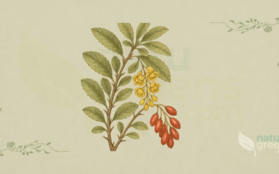 Barberry (Berberis vulgaris): Properties and Benefits