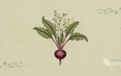 Beetroot (Beta vulgaris): Properties and Benefits