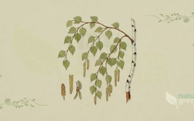 Silver Birch (Betula pendula): Properties and Benefits