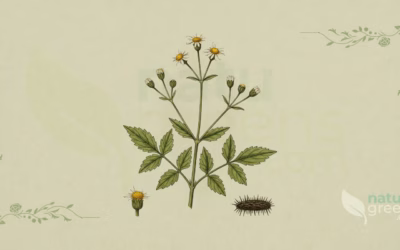 Hairy Beggarticks (Bidens pilosa): Properties and Benefits