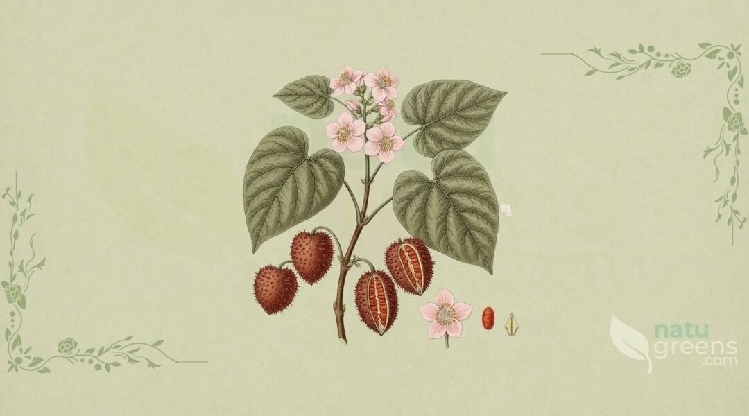 Urucum (Bixa orellana): Propriedades e Benefícios