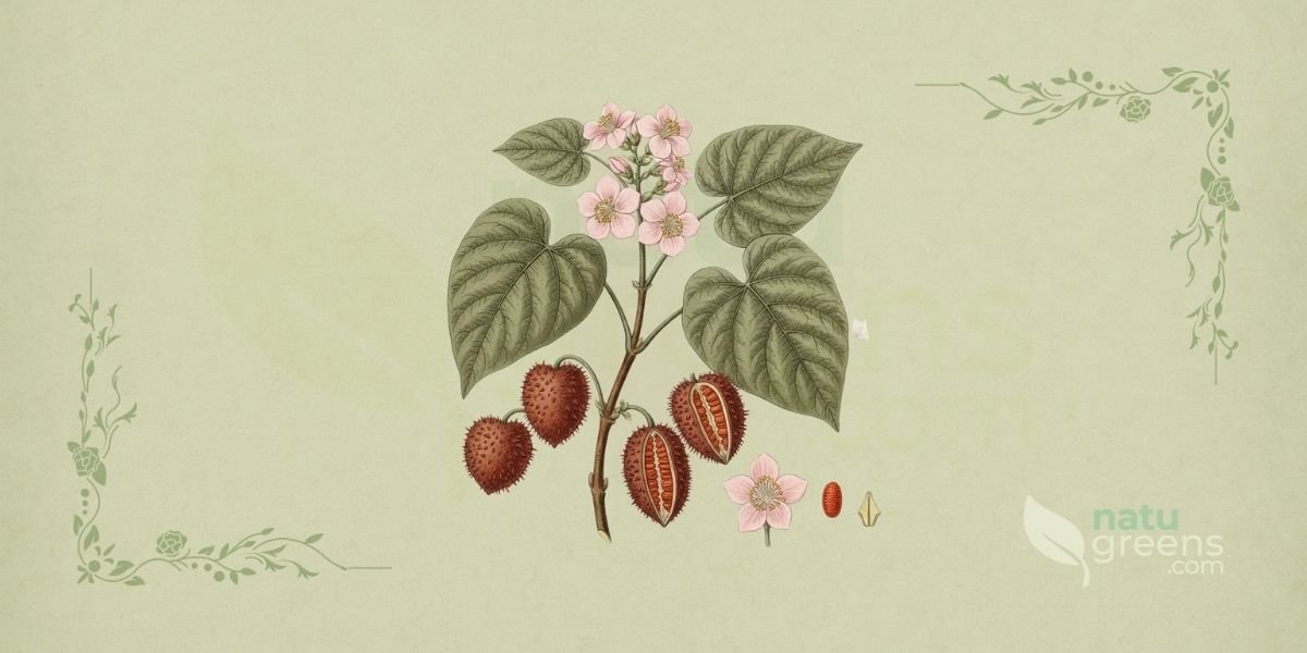 Ilustração botânica de Bixa orellana L. (urucum, urucu, colorau), arbusto ou pequena árvore perene da família Bixaceae, nativa da América Tropical, mostrando frutos em cápsulas ovoides espinhosas de cor marrom-avermelhada, sementes cônicas cobertas por arilo vermelho-sangue, e flores brancas ou rosadas em cachos, em estilo de enciclopédia botânica do século XIX sobre fundo de papel de herbário com tonalidade verde-sálvia.