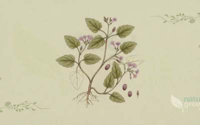 Red Spiderling (Boerhavia diffusa): Benefits and Uses