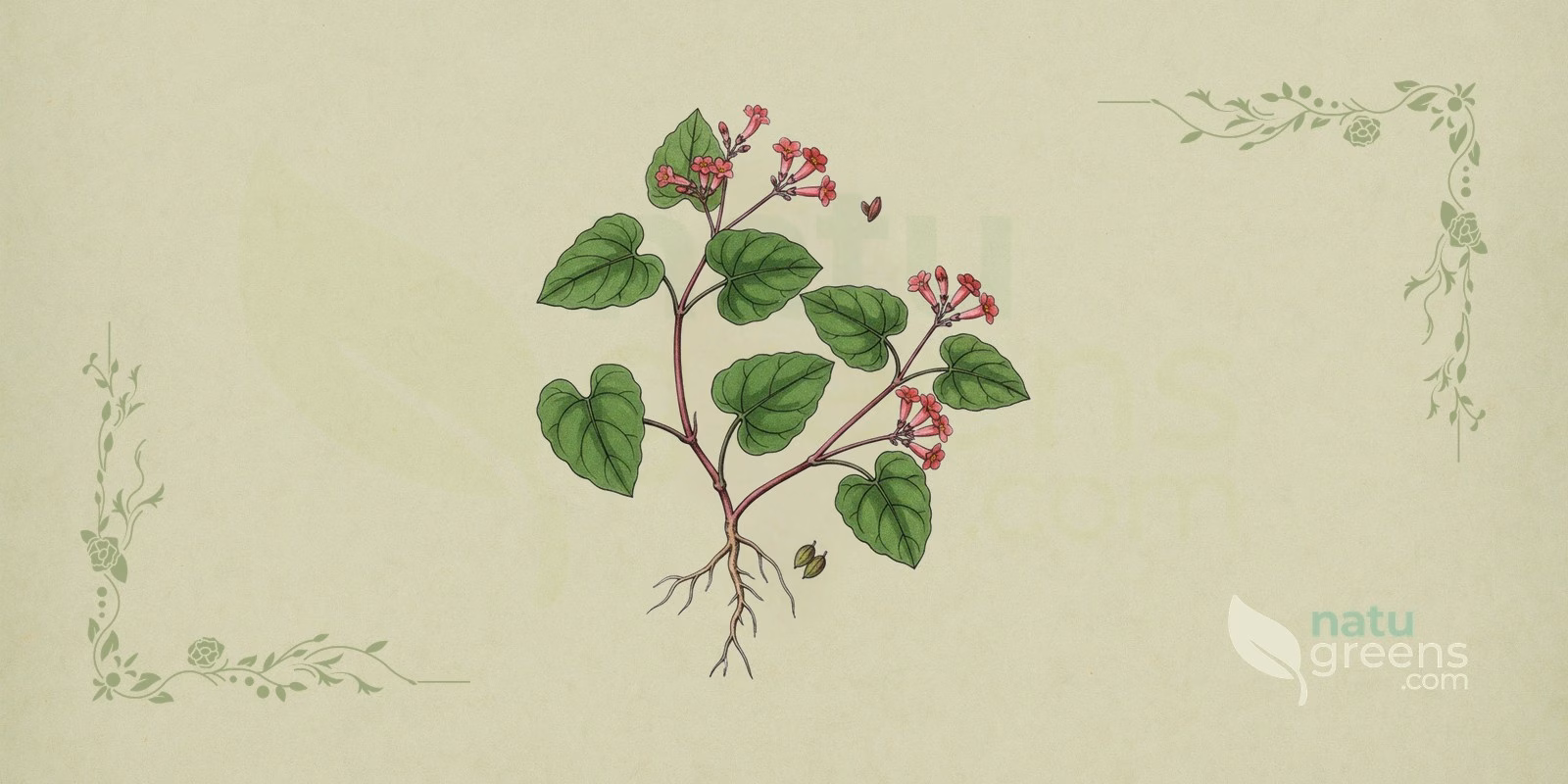 Punarnava (Boerhavia diffusa): botanische Illustration der Pflanze mit niederliegendem Stängel, eiförmigen Blättern und kleinen rosafarbenen Blüten in Blütenständen.