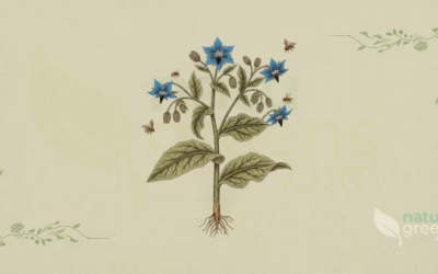 Borage (Borago officinalis): Properties and Benefits