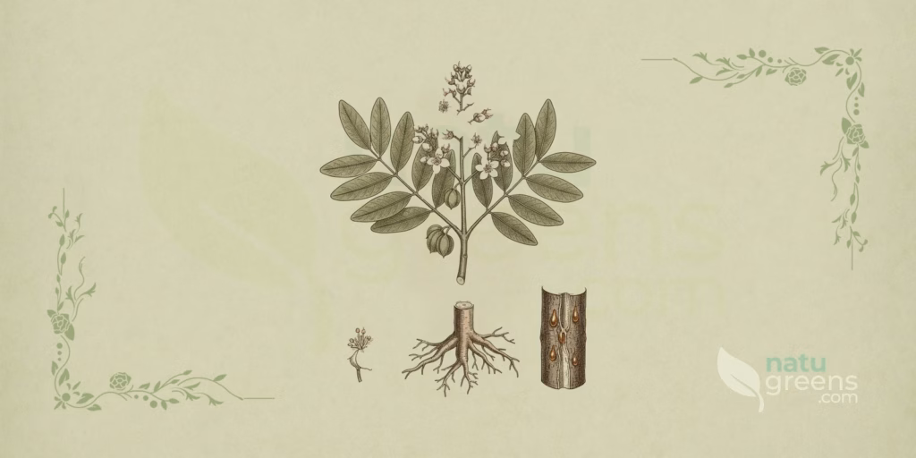 Indian Frankincense (Boswellia serrata): Benefits and Uses