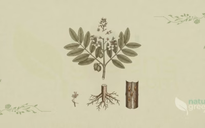 Indian Frankincense (Boswellia serrata): Benefits and Uses