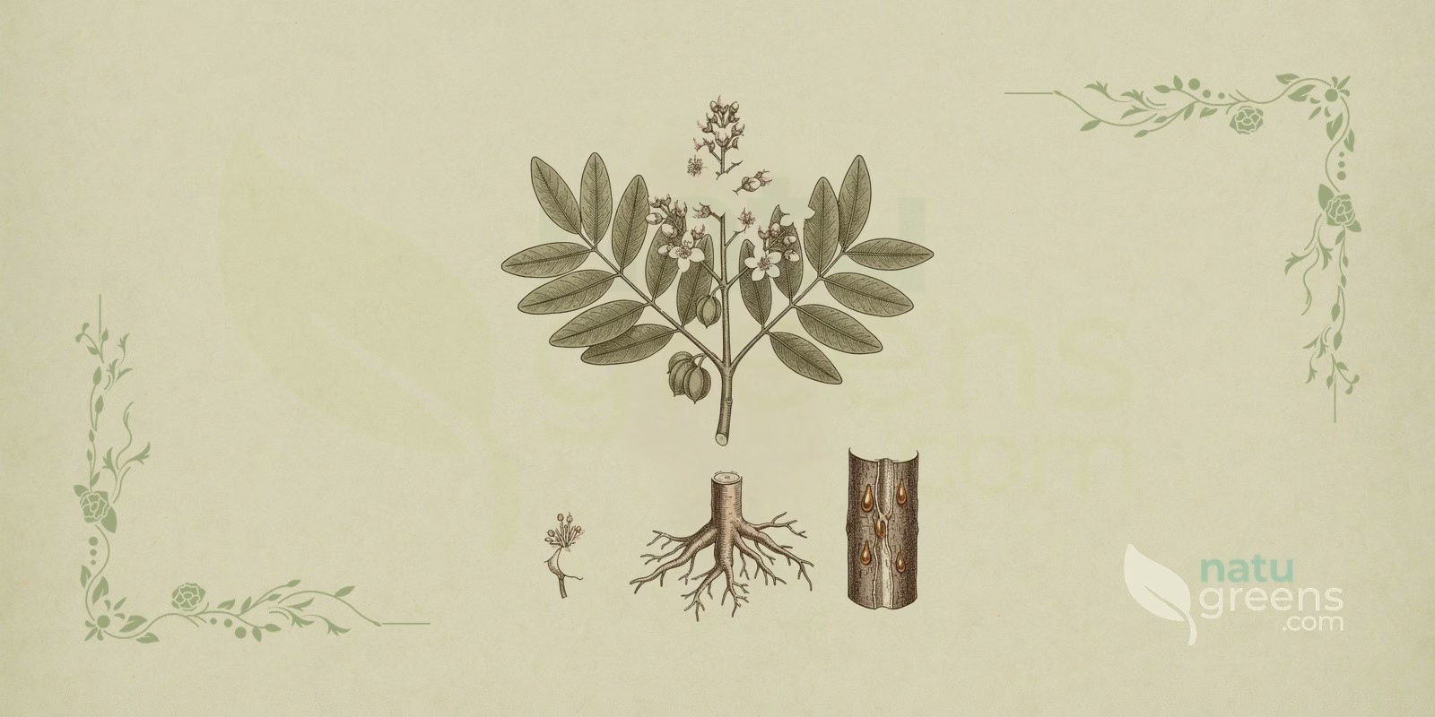 Indian Frankincense (Boswellia serrata): botanical illustration of the tree with gummy resin exuding from the trunk, the indian frankincense typical of the Burseraceae family.