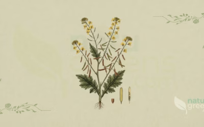 Black Mustard (Brassica nigra): Properties and Benefits