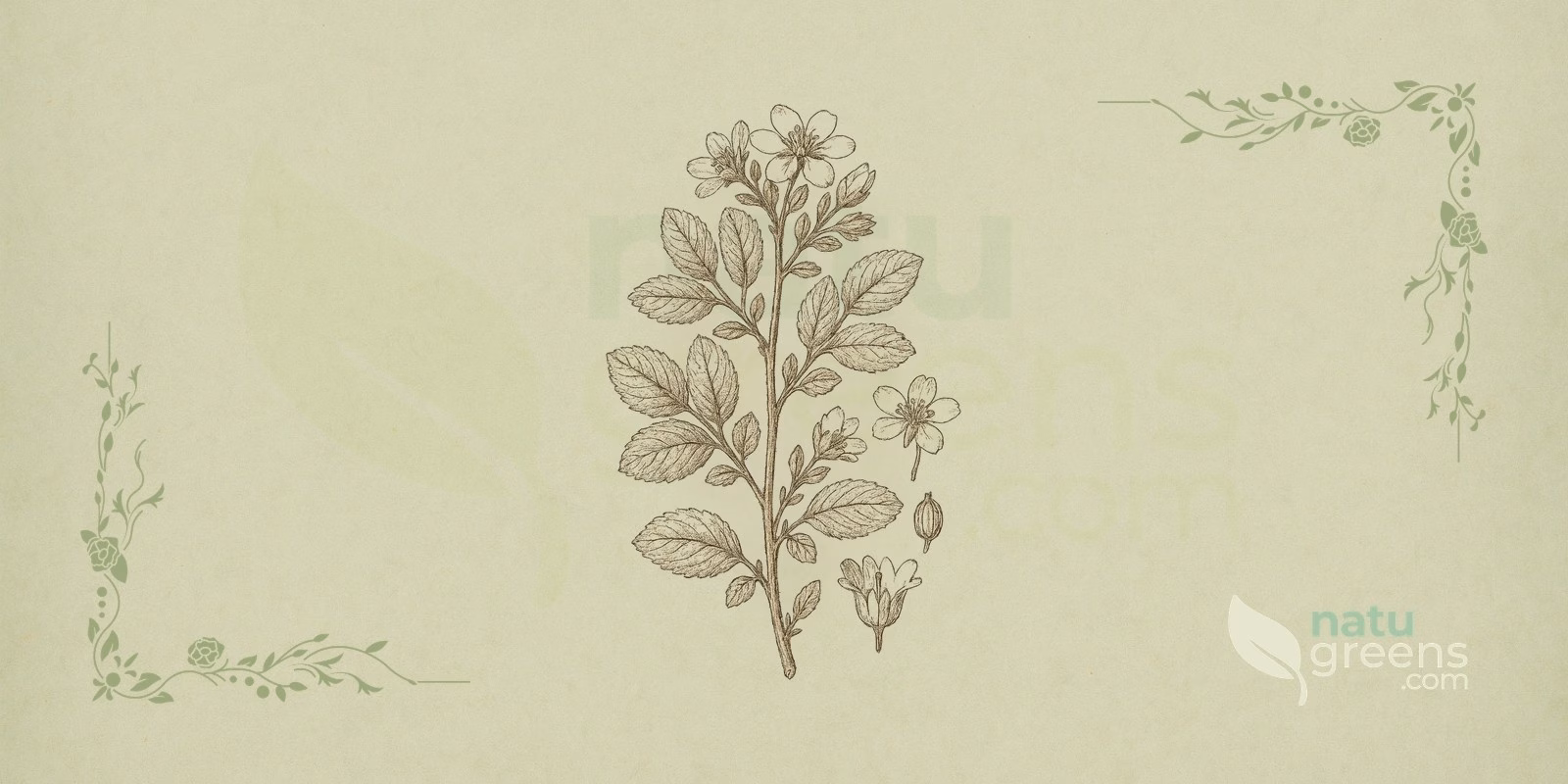 Buchu (Agathosma betulina) in a botanical illustration, showing branches with small, glossy leaves and serrated margins, a hallmark of buchu, an aromatic shrub of the Rutaceae family native to South Africa.