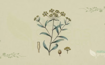 Chinese Thorowax (Bupleurum chinense): Benefits and Uses