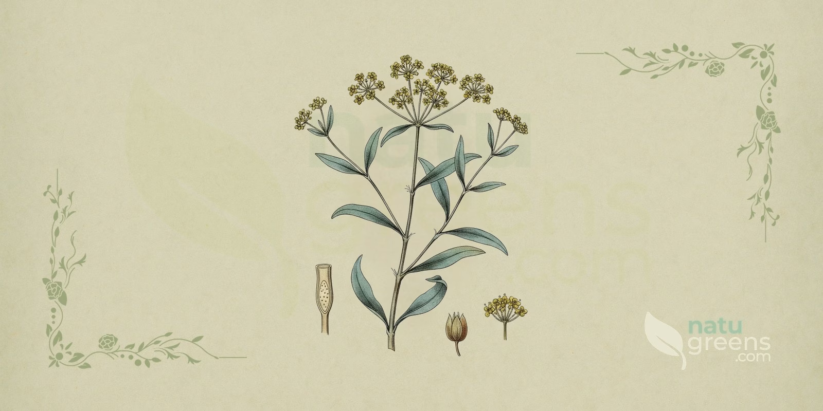 Chinese Thorowax (Bupleurum chinense): botanical illustration of the herbaceous plant with narrow leaves, umbel flowers, and the root used as Chinese thorowax in traditional Chinese medicine.