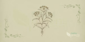 Bupleurum (Bupleurum falcatum): ilustração botânica mostrando folhas alongadas e flores amareladas em umbela da planta bupleurum.