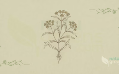 Bupleurum (Bupleurum falcatum): Properties and Benefits