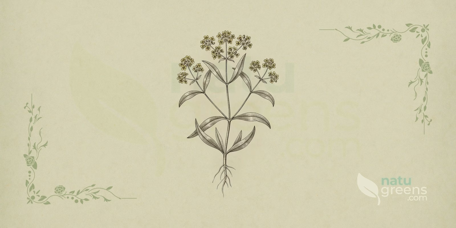 Bupleuro (Bupleurum falcatum): illustrazione botanica che mostra foglie allungate e fiori giallastri a ombrella della pianta bupleuro.