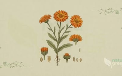 Pot Marigold (Calendula officinalis): Benefits and Uses