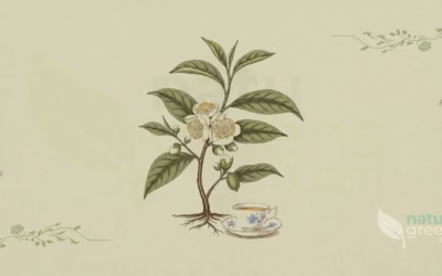 Camellia sinensis (Tea Plant): Complete Botanical Profile