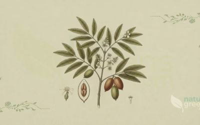 Elemi (Canarium luzonicum): Properties and Benefits