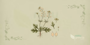 Shepherd's Purse (Capsella bursa-pastoris)