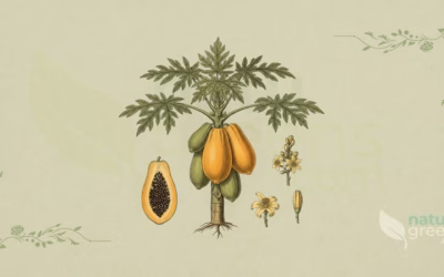 Papaya (Carica papaya): Properties and Benefits
