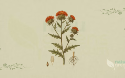 Färberdistel (Carthamus tinctorius): Eigenschaften und Vorteile