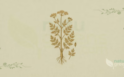 Caraway (Carum carvi): Properties and Benefits