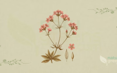 Common Centaury (Centaurium erythraea): Benefits and Uses