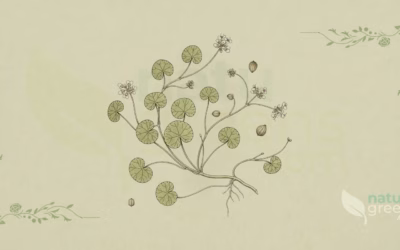 Gotu Kola (Centella asiatica): Properties and Benefits