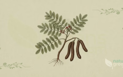 Carob Tree (Ceratonia siliqua): Properties and Benefits