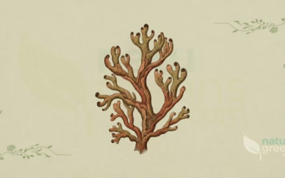 Lichen d&rsquo;Islande (Cetraria islandica): Propriétés et Bienfaits