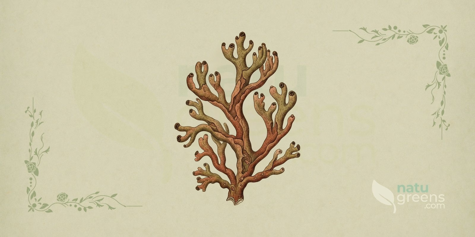 Lichen d'Islande (Cetraria islandica) en illustration botanique : touffe de lobes dressés, canaliculés et ramifiés, dans des tons brun olivâtre, aux marges ciliées et à la base rougeâtre caractéristique du lichen d'Islande.