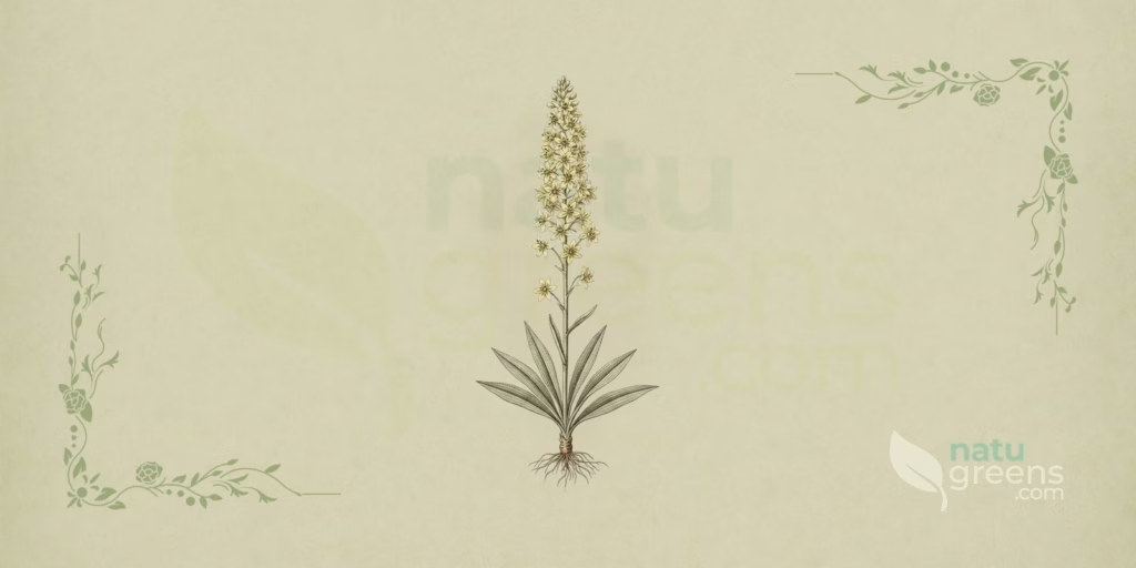 Chamaelirium luteum: Properties and Benefits