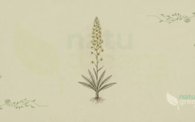 Chamaelirium luteum: Properties and Benefits