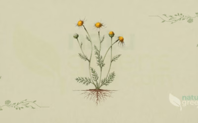 Roman Chamomile (Chamaemelum nobile): Benefits and Uses