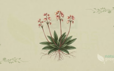 Pipsissewa (Chimaphila umbellata): Properties and Benefits