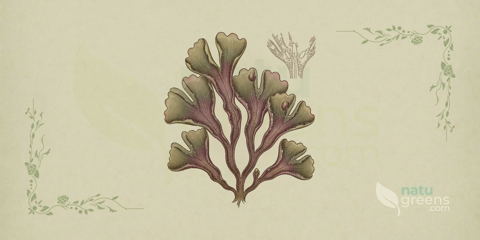 Knorpeltang (Chondrus crispus) als botanische Illustration: abgeflachter, knorpeliger Thallus mit gabelig verzweigten, fächerförmigen Abschnitten in Farbtönen von Rot bis Purpur.