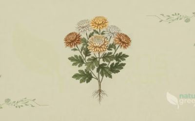 Chrysanthemum morifolium (Florist’s Chrysanthemum): Profile