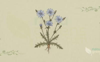 Chicory (Cichorium intybus): Properties and Benefits